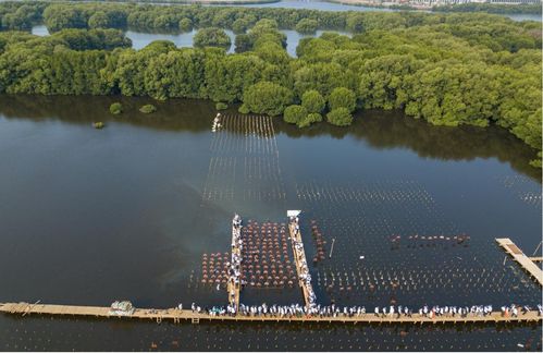 伊利助力印尼紅樹林生態(tài)保護(hù)項(xiàng)目,推動(dòng)綠色可持續(xù)發(fā)展